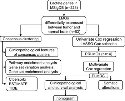 Prognostic value of lactate metabolism-related gene expression signature in adult primary gliomas and its impact on the tumor immune microenvironment